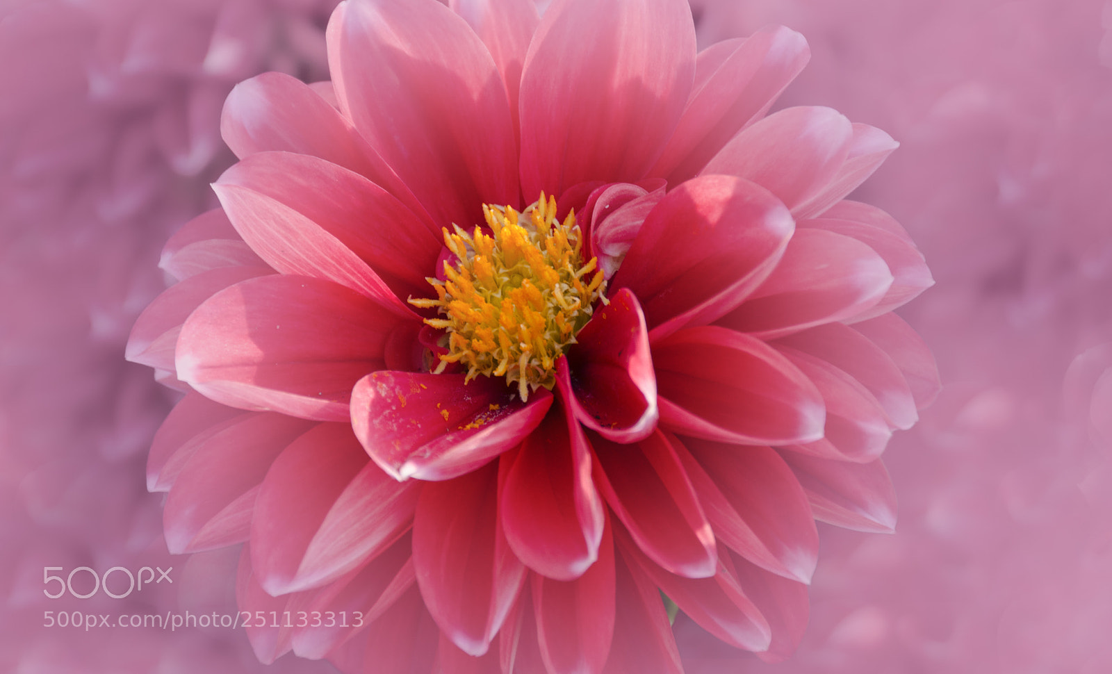 Nikon D7000 sample photo. Pink photography