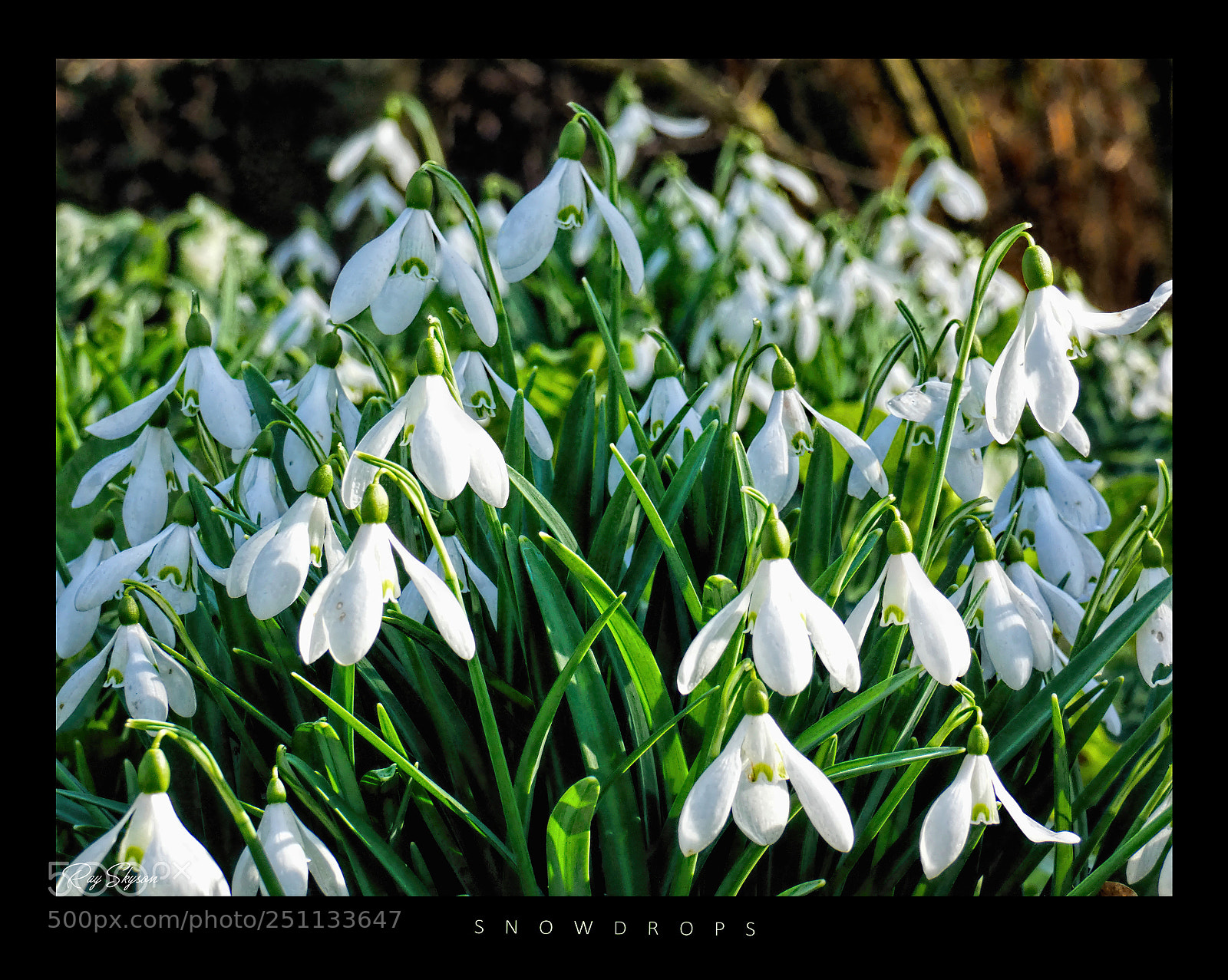 Panasonic Lumix DC-FZ80 (Lumix DC-FZ82) sample photo. Snowdrops photography