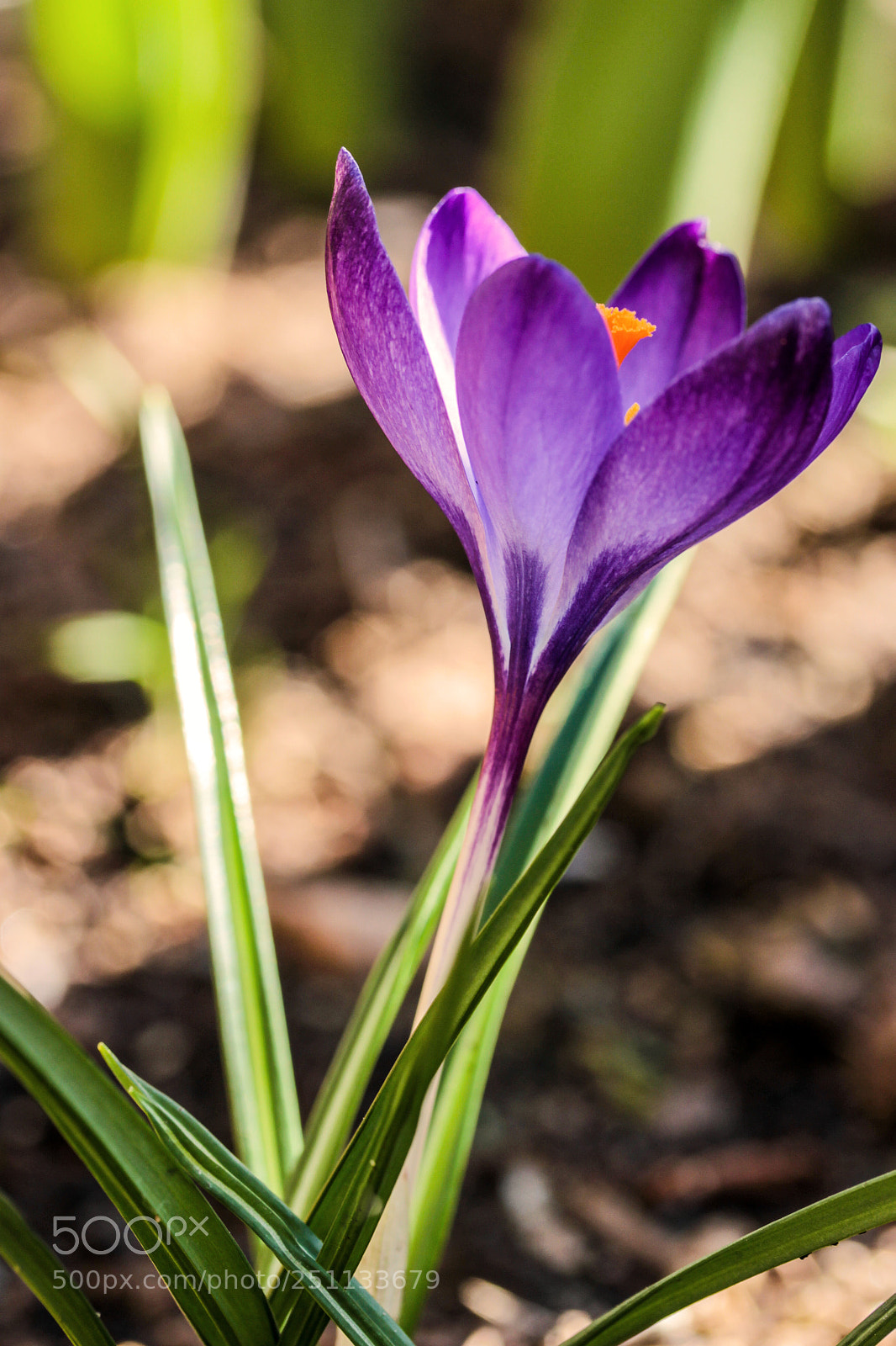 Canon EOS 600D (Rebel EOS T3i / EOS Kiss X5) sample photo. Frühlingserwachen,krocuse[] photography
