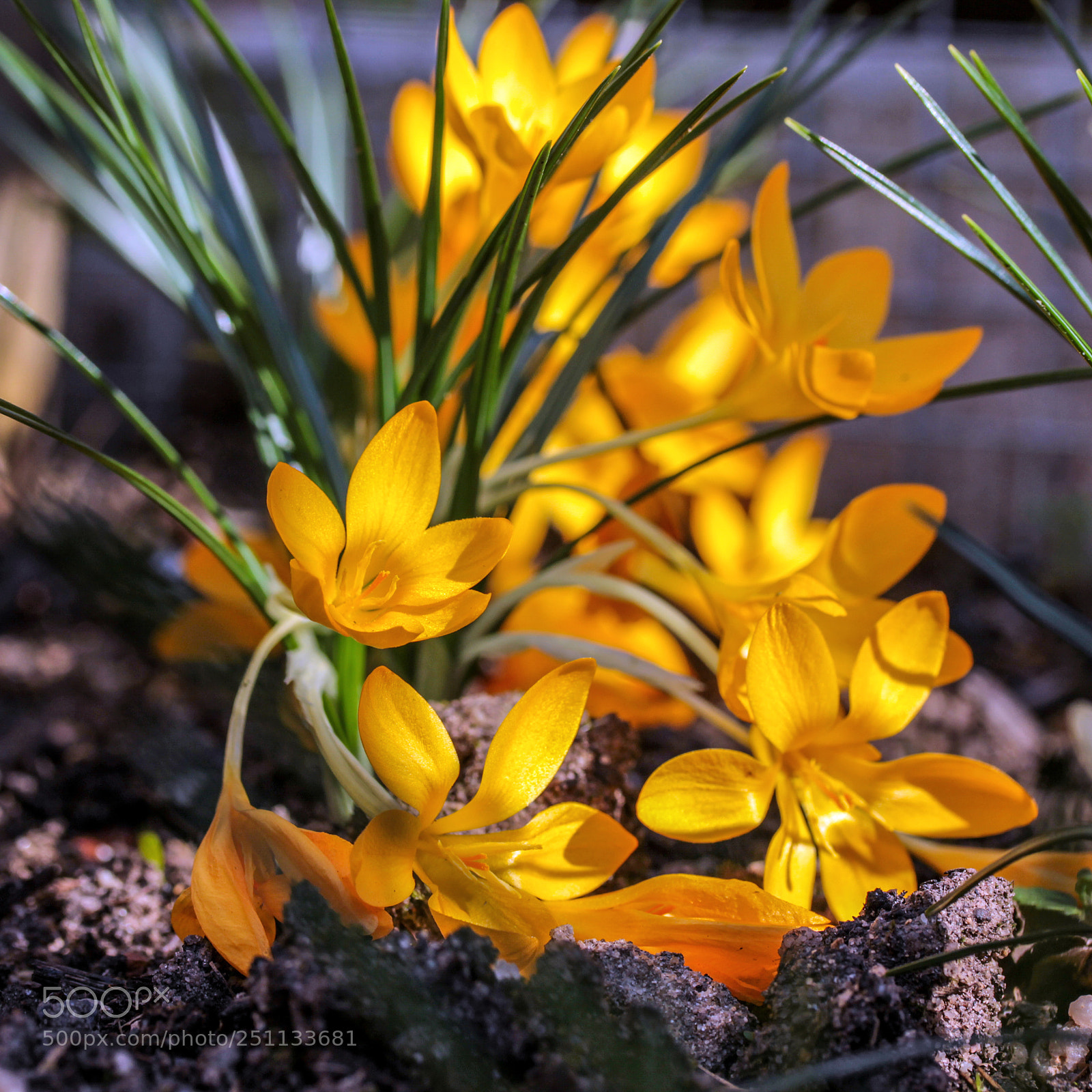 Canon EOS 600D (Rebel EOS T3i / EOS Kiss X5) sample photo. Frühlingserwachen,krocuse[] photography