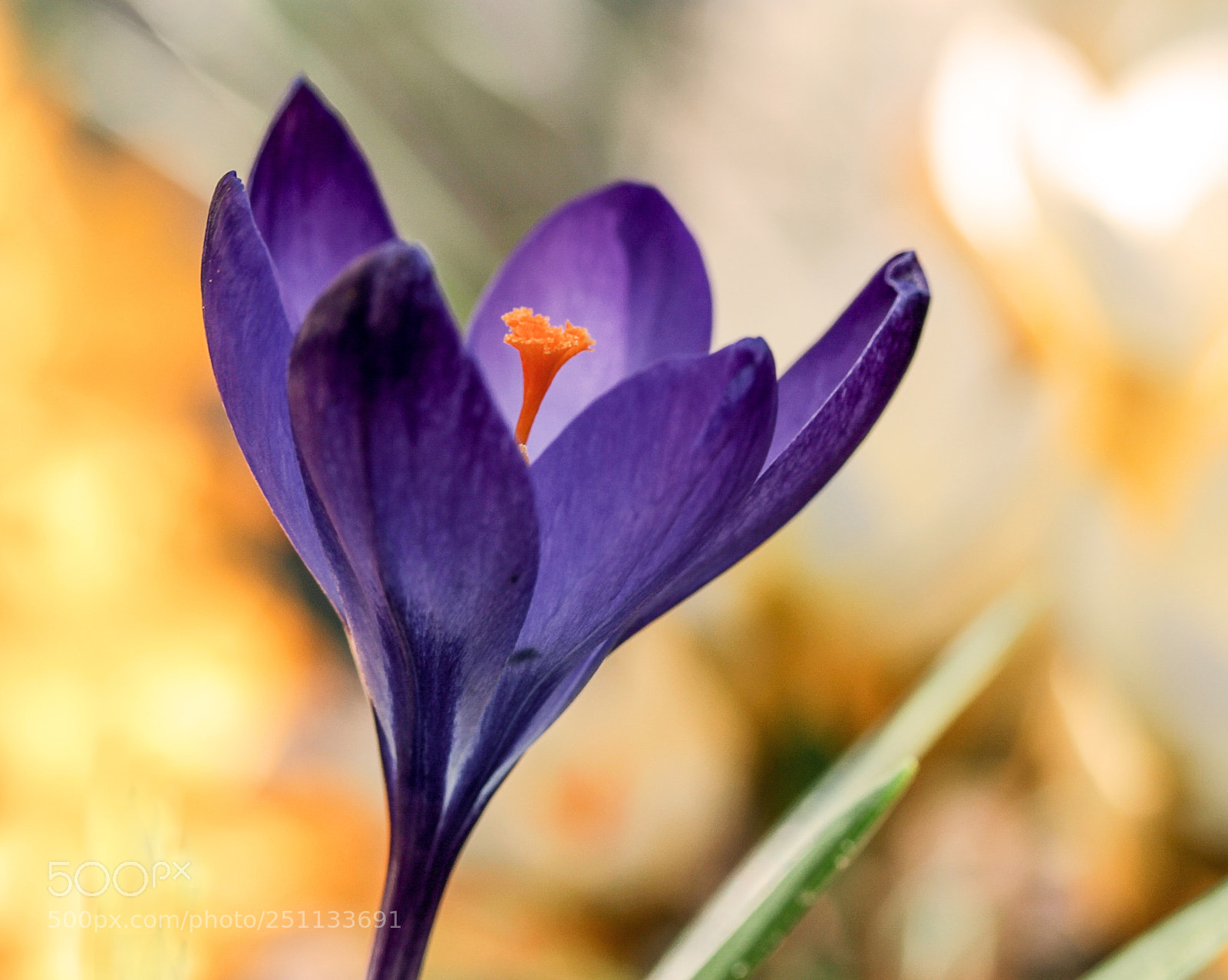Canon EOS 600D (Rebel EOS T3i / EOS Kiss X5) sample photo. Frühlingserwachen,krocuse[] photography