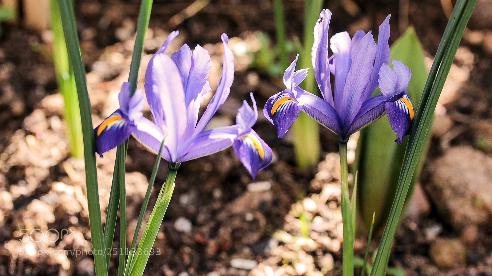 Canon EOS 600D (Rebel EOS T3i / EOS Kiss X5) sample photo. Frühlingserwachen,krocuse[] photography
