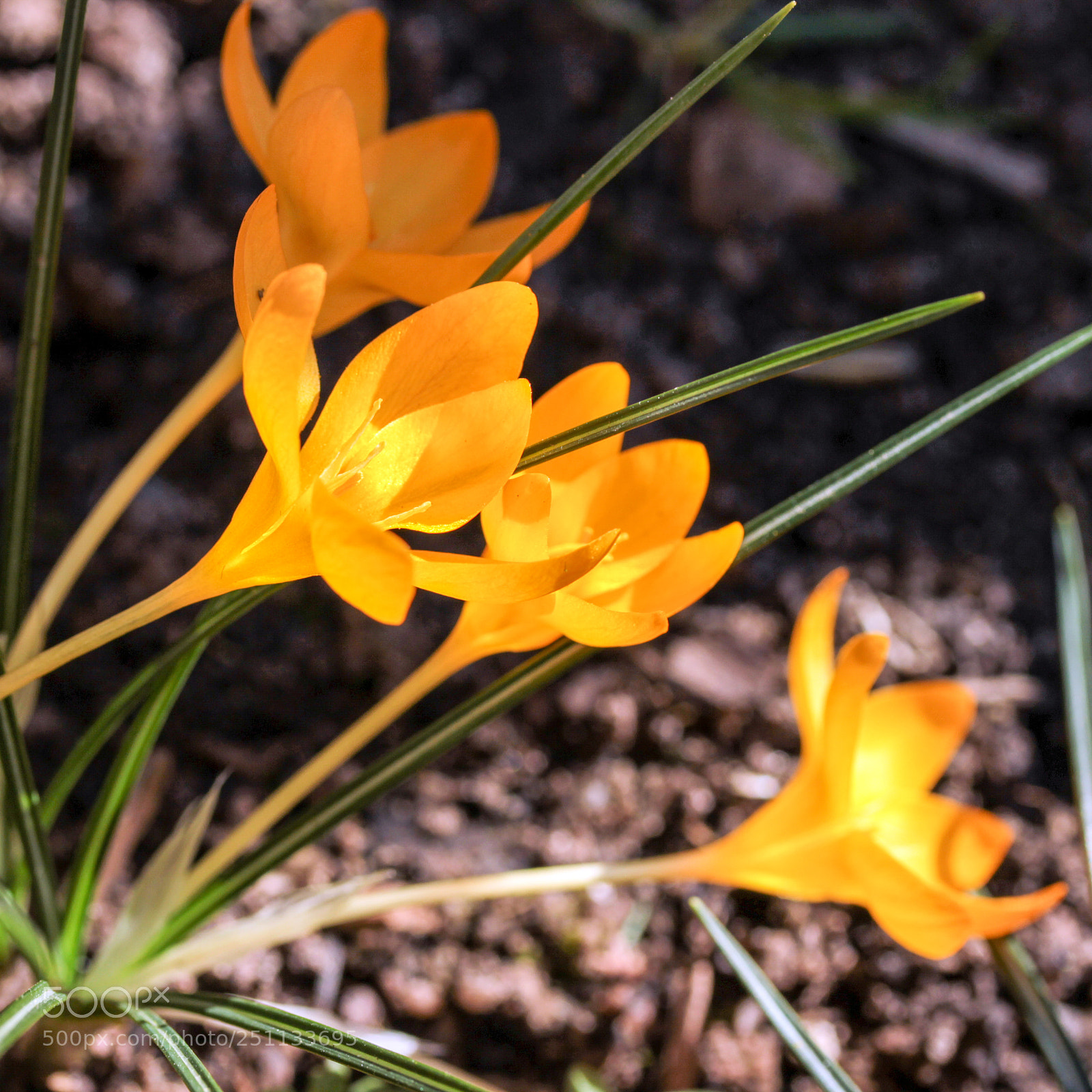 Canon EOS 600D (Rebel EOS T3i / EOS Kiss X5) sample photo. Frühlingserwachen,krocuse[] photography