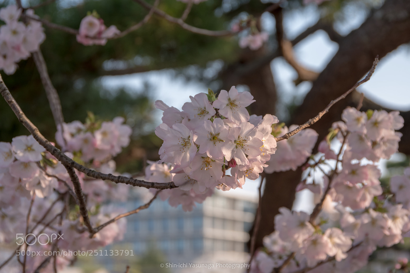 Pentax K-70 sample photo. Full bloom blossoms photography