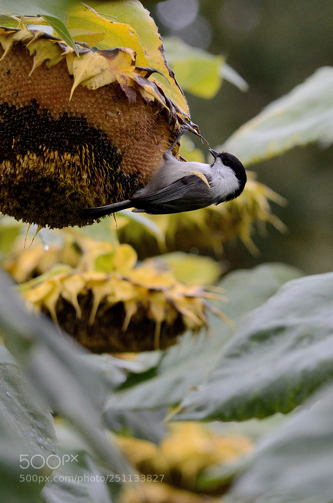 Nikon D7000 sample photo. Birds photography
