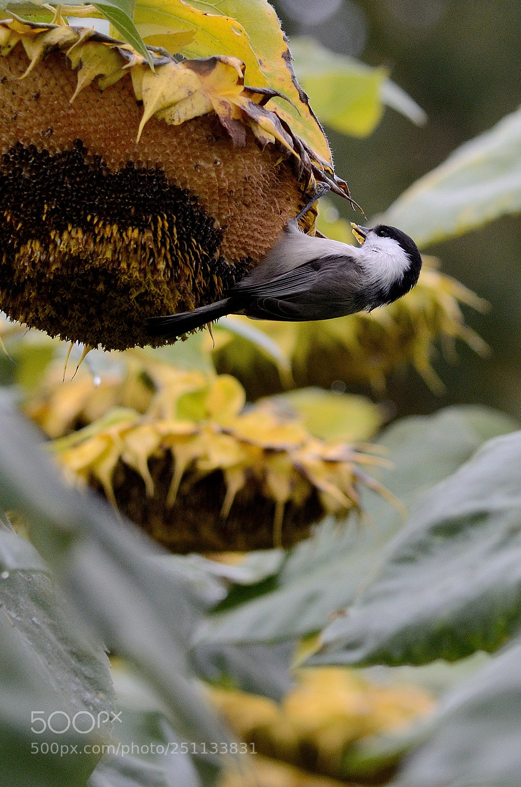 Nikon D7000 sample photo. Birds photography