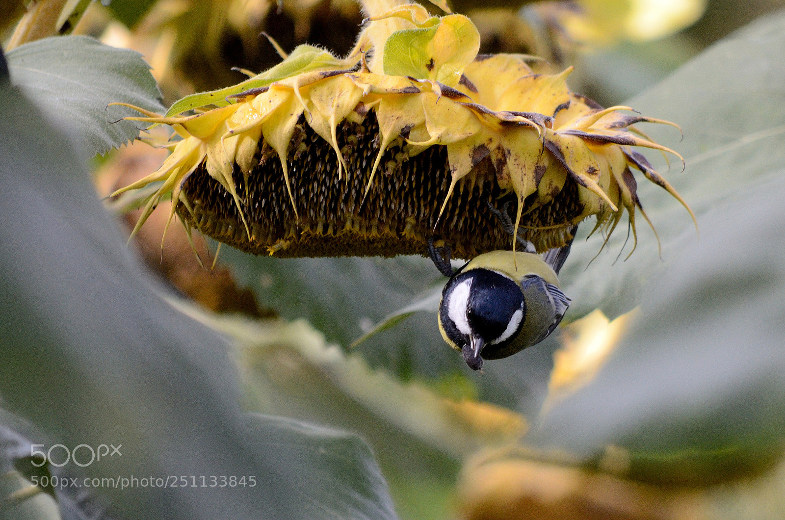 Nikon D7000 sample photo. Birds photography