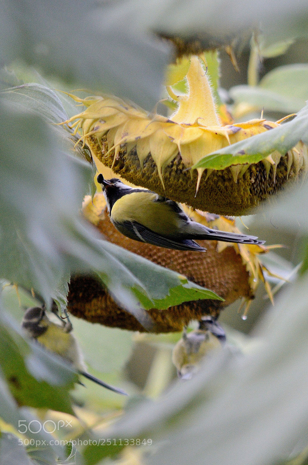 Nikon D7000 sample photo. Birds photography