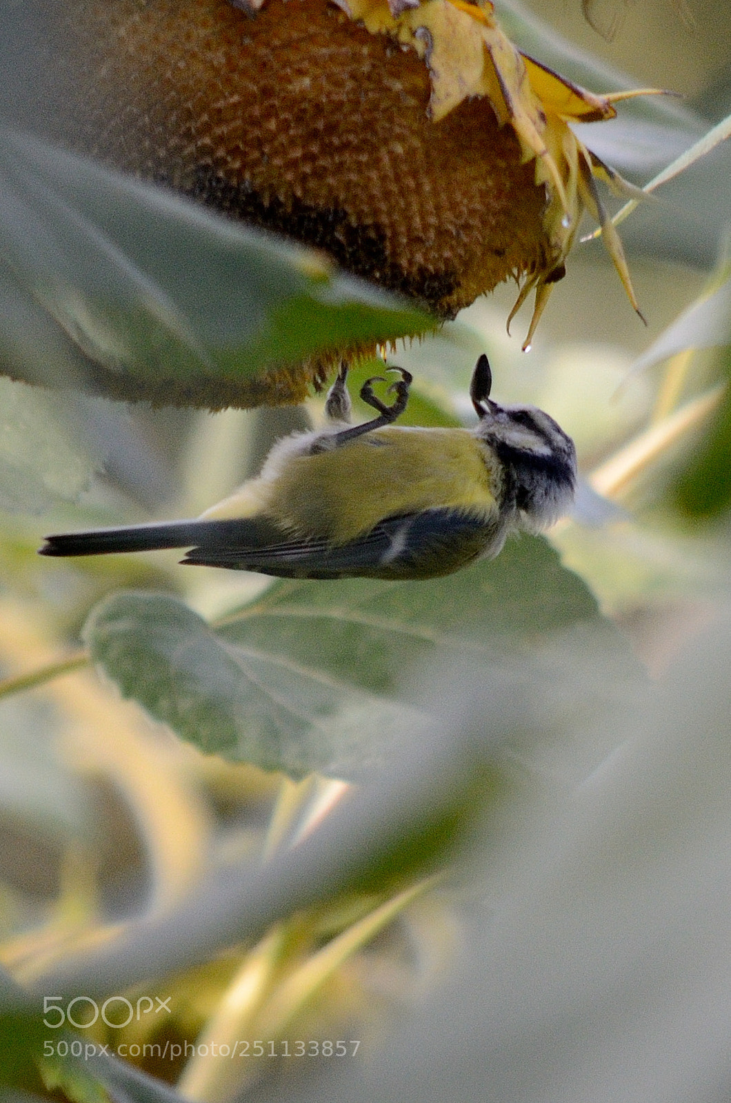 Nikon D7000 sample photo. Birds photography