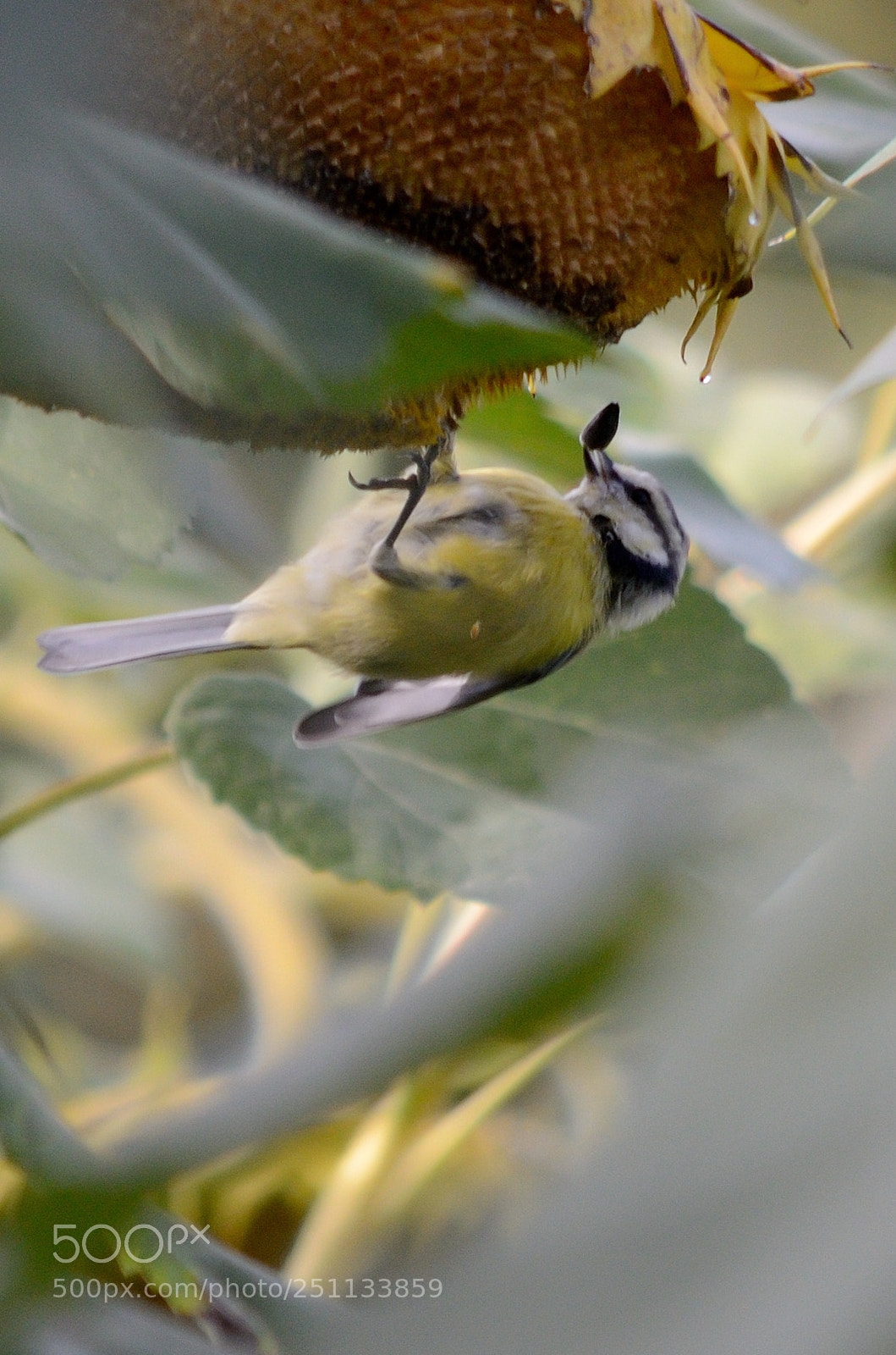 Nikon D7000 sample photo. Birds photography