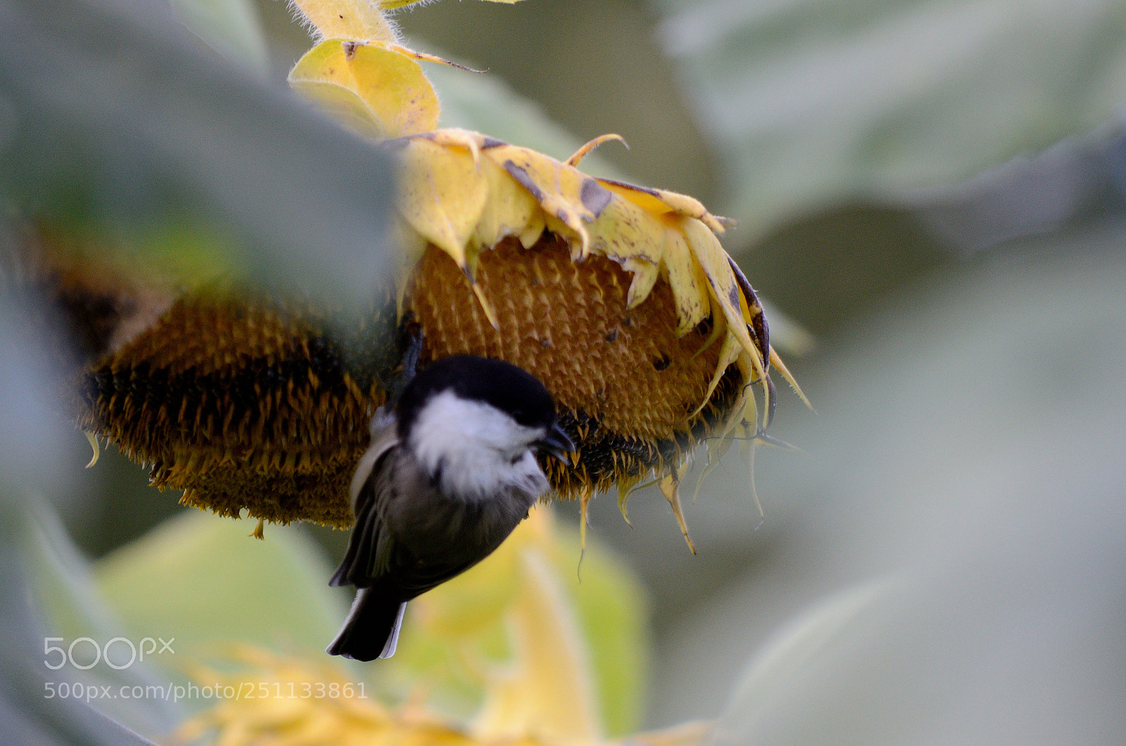 Nikon D7000 sample photo. Birds photography