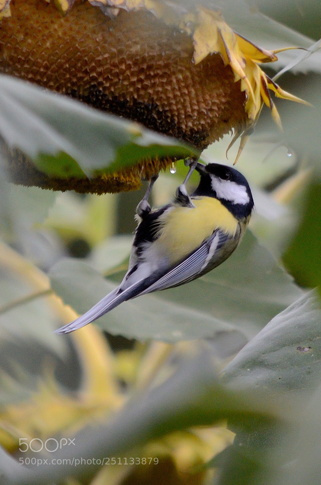 Nikon D7000 sample photo. Birds photography