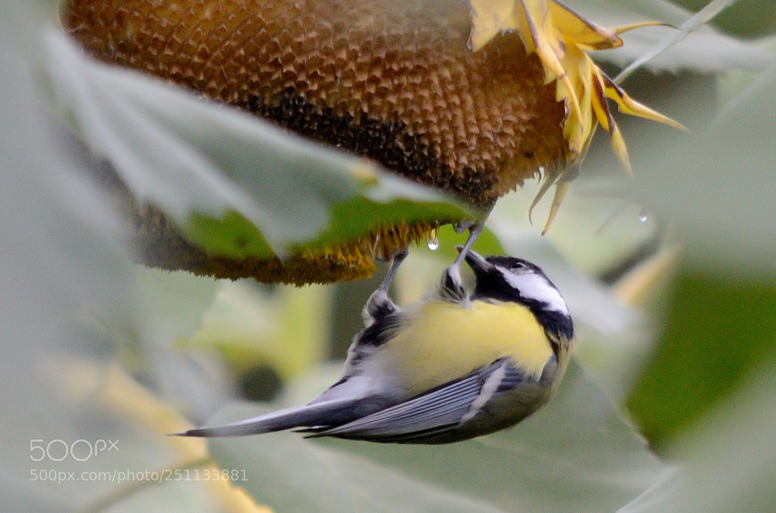 Nikon D7000 sample photo. Birds photography