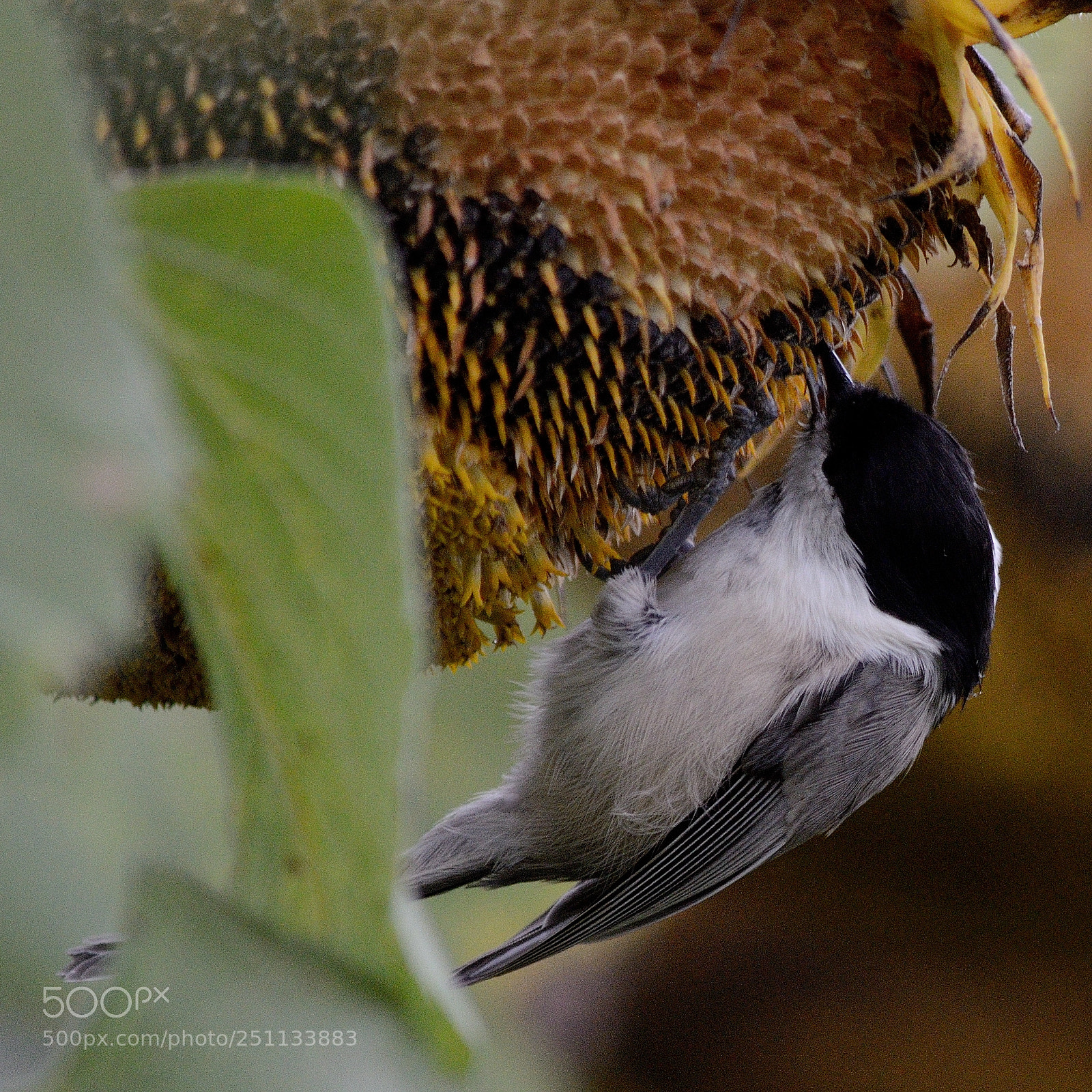 Nikon D7000 sample photo. Birds photography