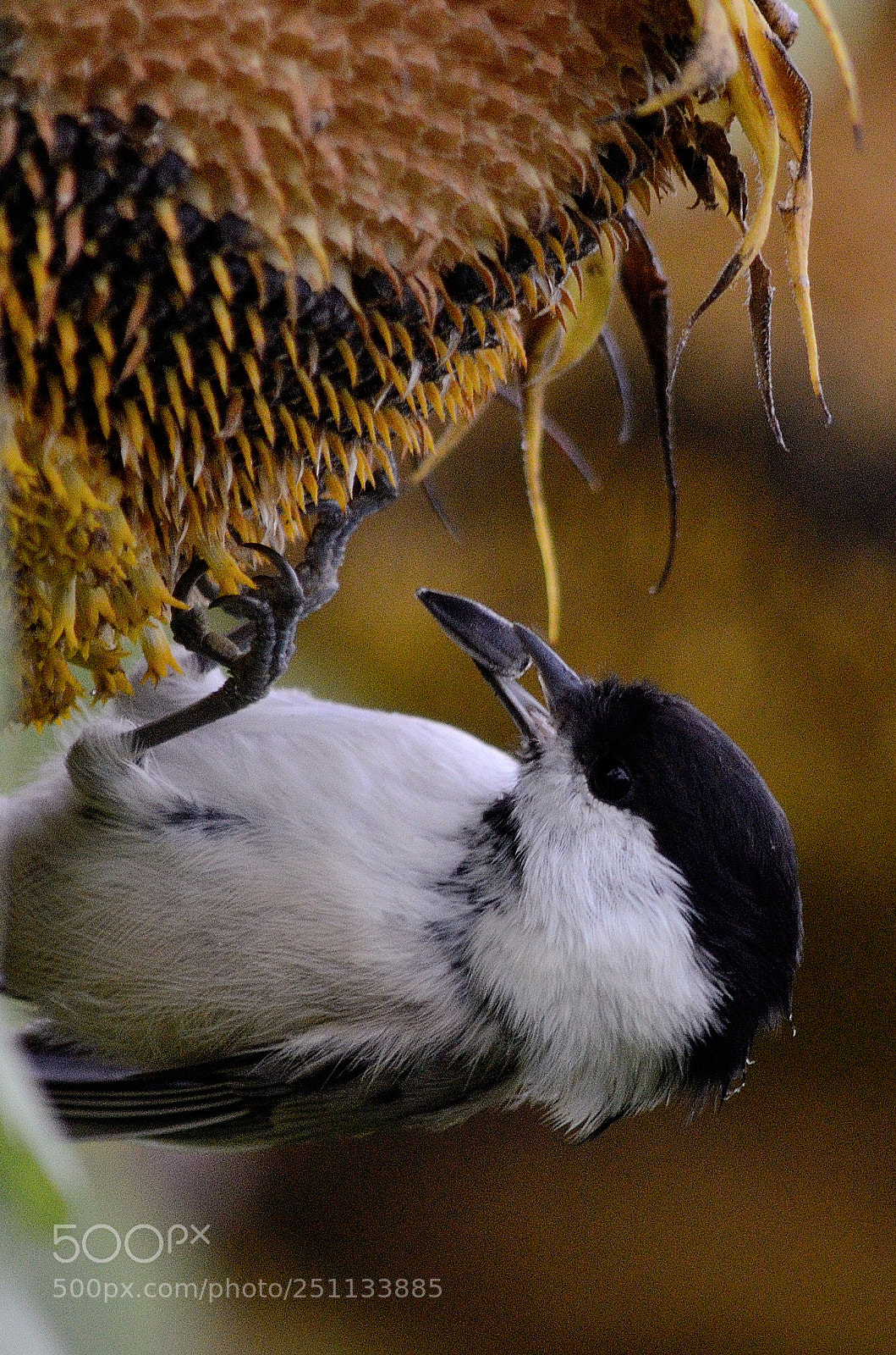 Nikon D7000 sample photo. Birds photography