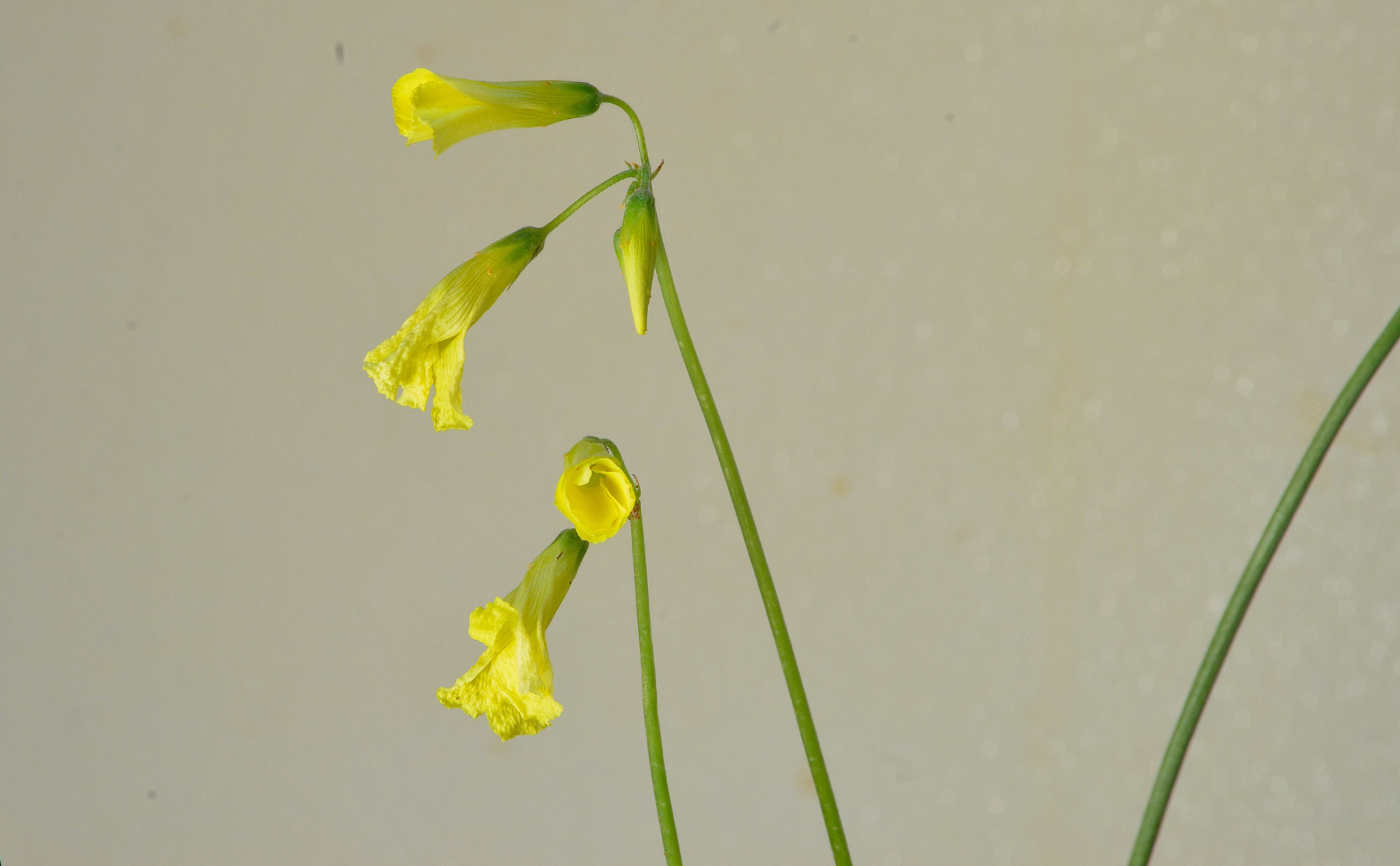 Nikon D3200 sample photo. Wildflowers photography