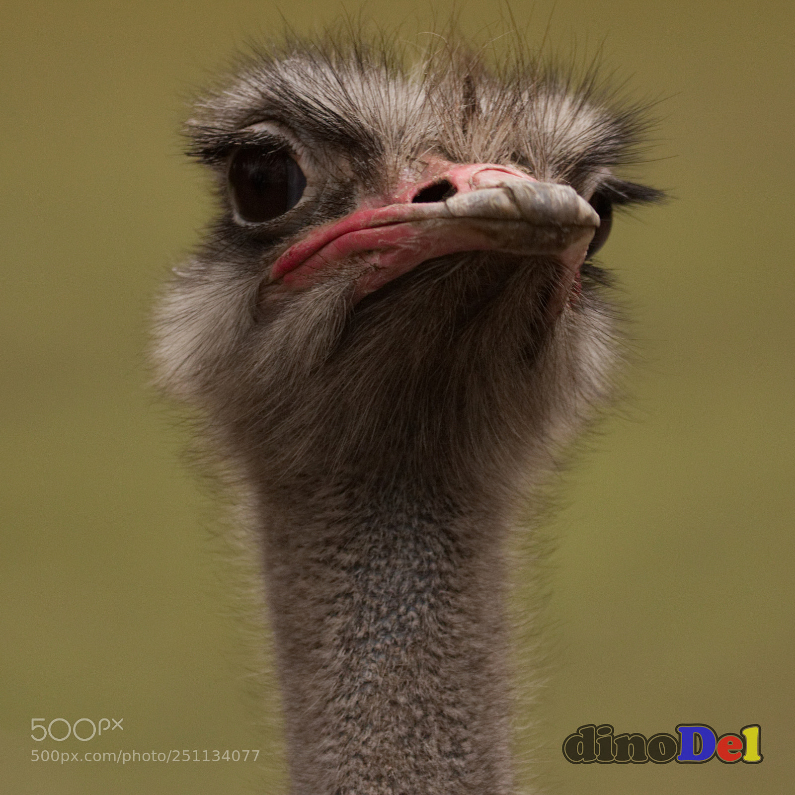 Canon EOS 700D (EOS Rebel T5i / EOS Kiss X7i) sample photo. Ostrich photography