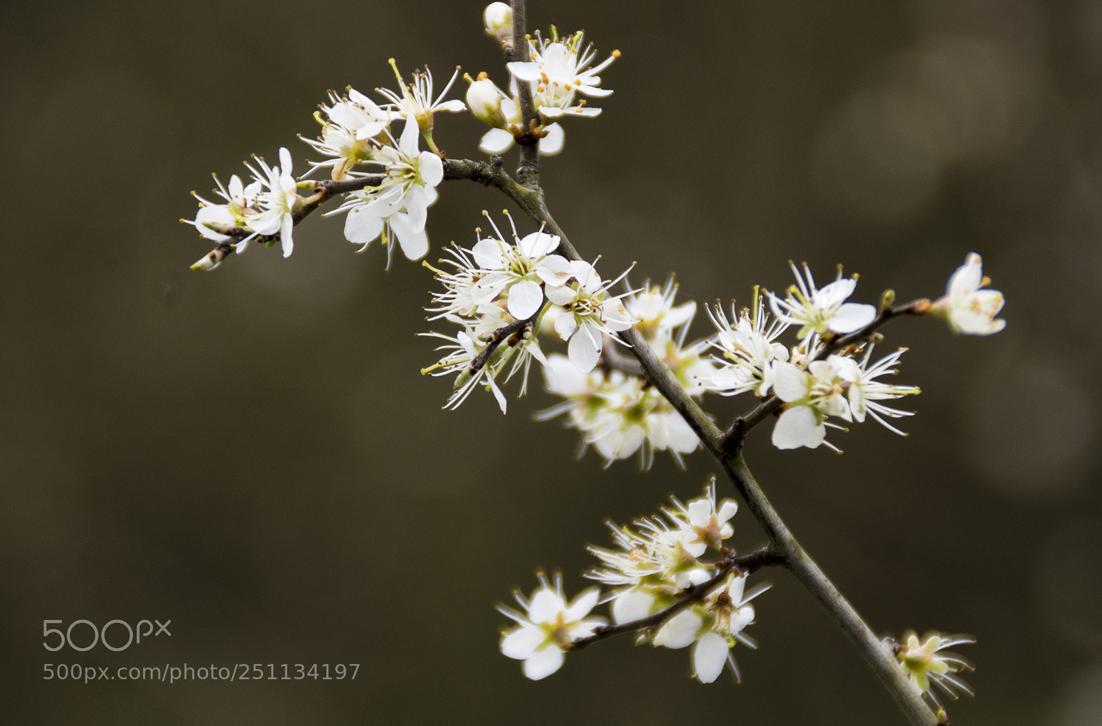 Pentax K-r sample photo. Albero fiorito photography