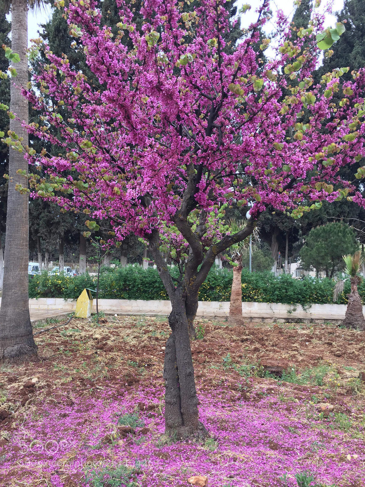 Apple iPhone 6 sample photo. Pink tree photography