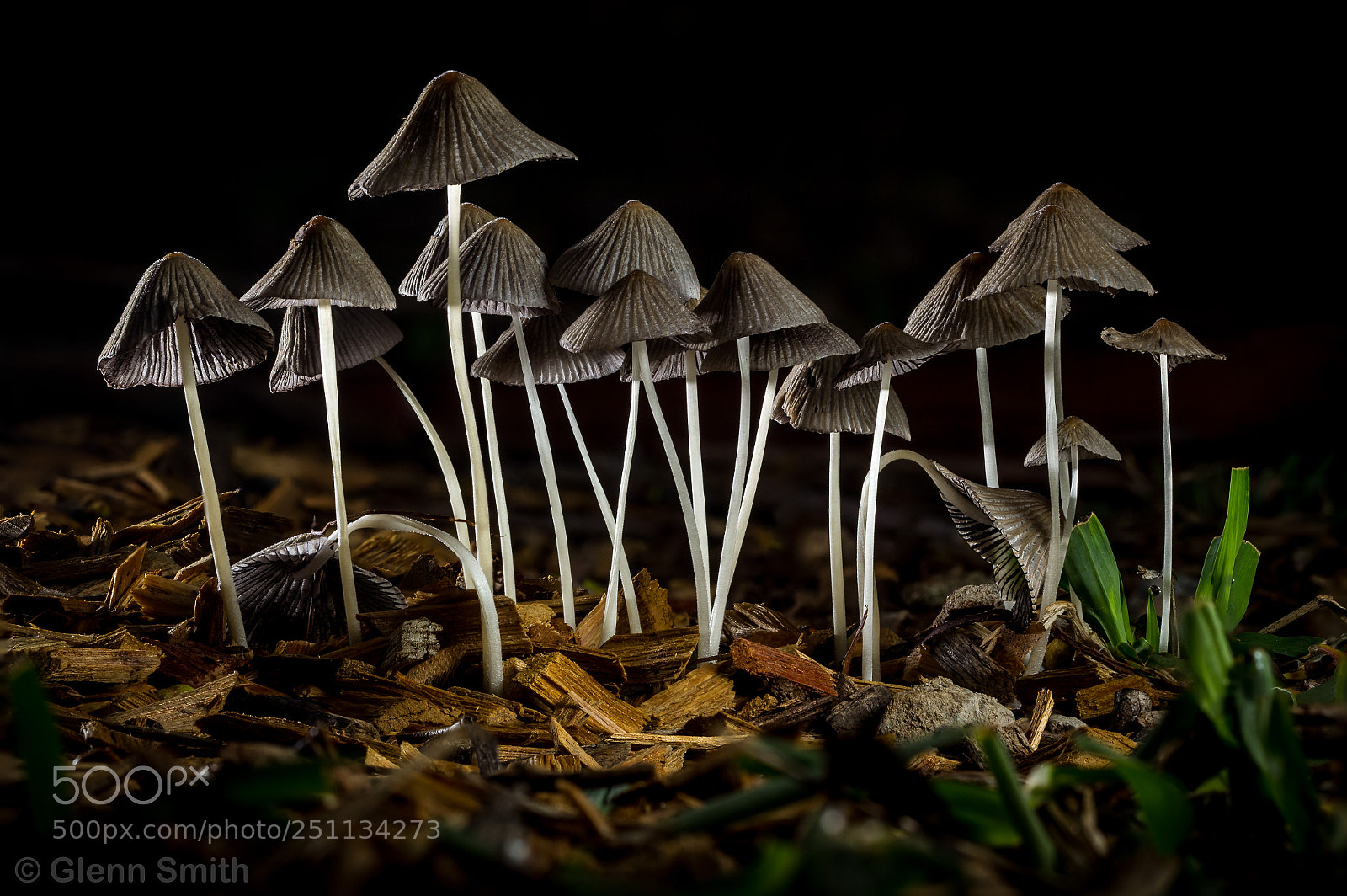 Canon EOS 60D sample photo. Fungi photography