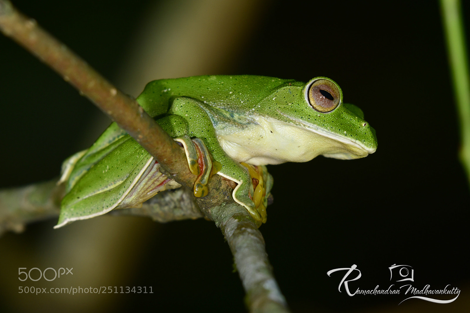 Nikon D500 sample photo. Malabar gliding frog photography