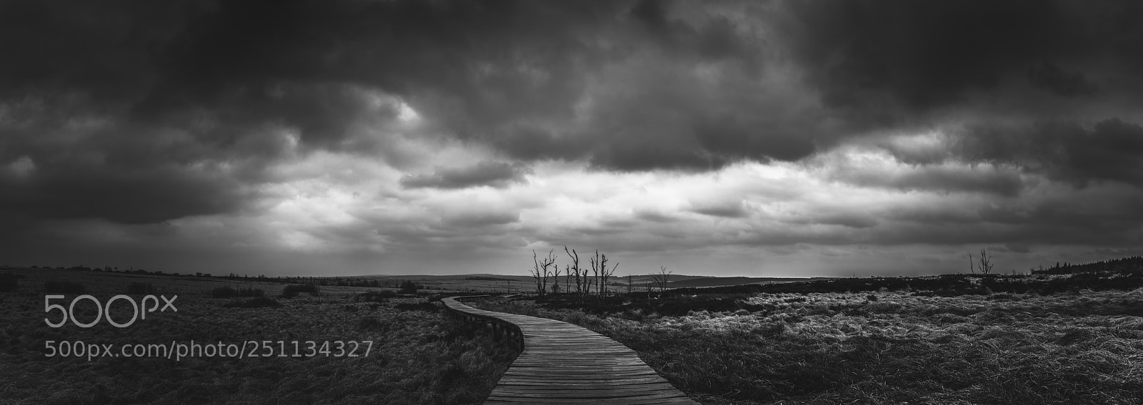 Nikon D850 sample photo. Parc naturel hautes fagnes photography