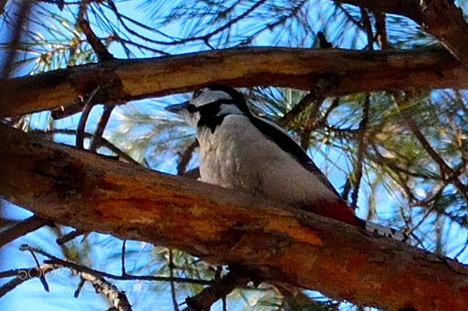 Nikon D5200 sample photo. Birds photography