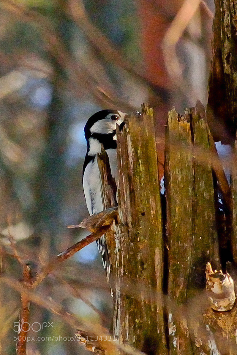 Nikon D5200 sample photo. Birds photography