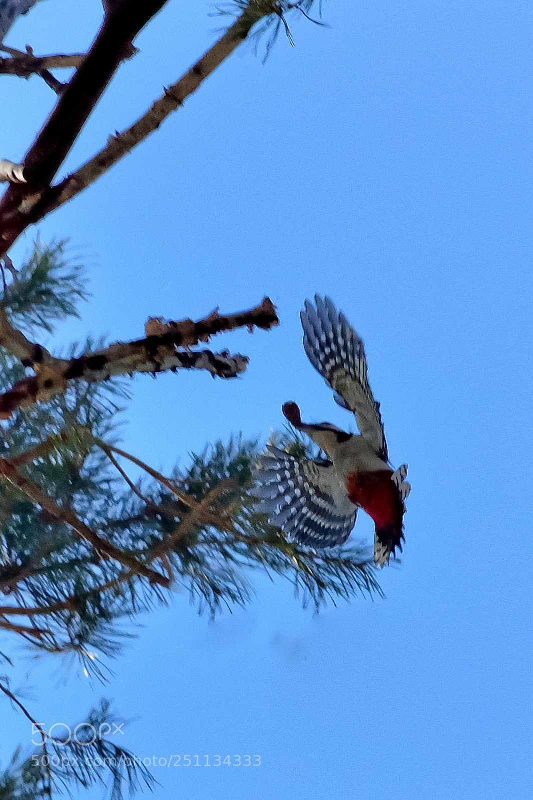 Nikon D5200 sample photo. Birds photography