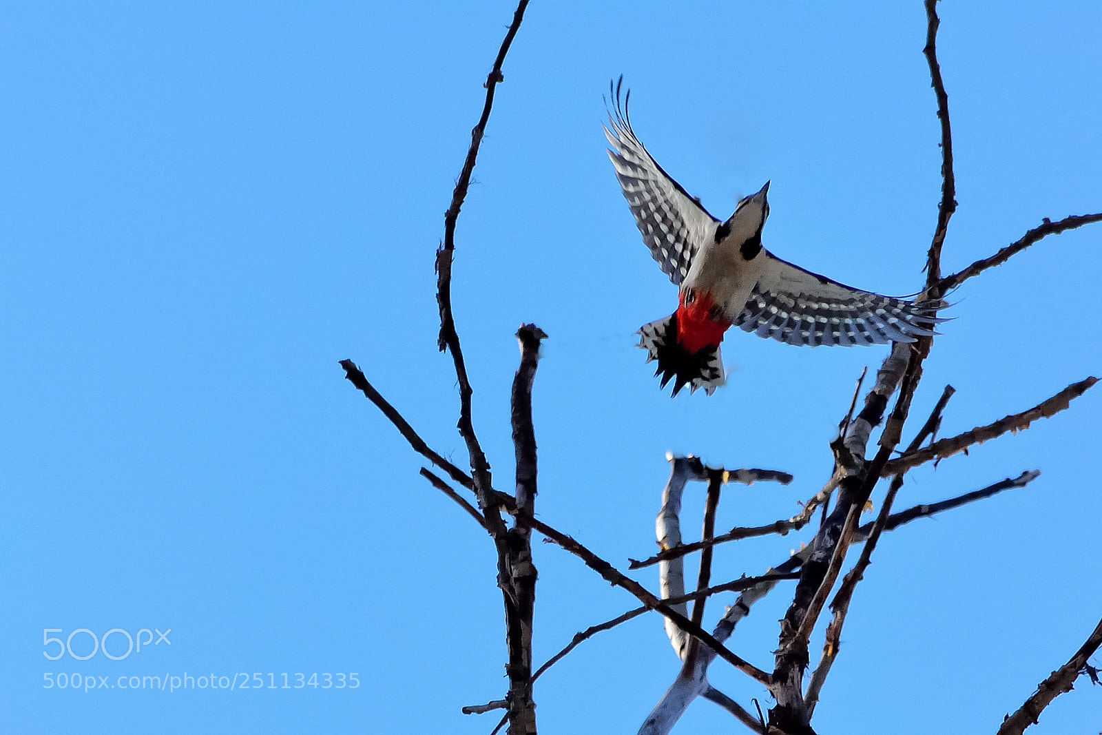 Nikon D5200 sample photo. Birds photography