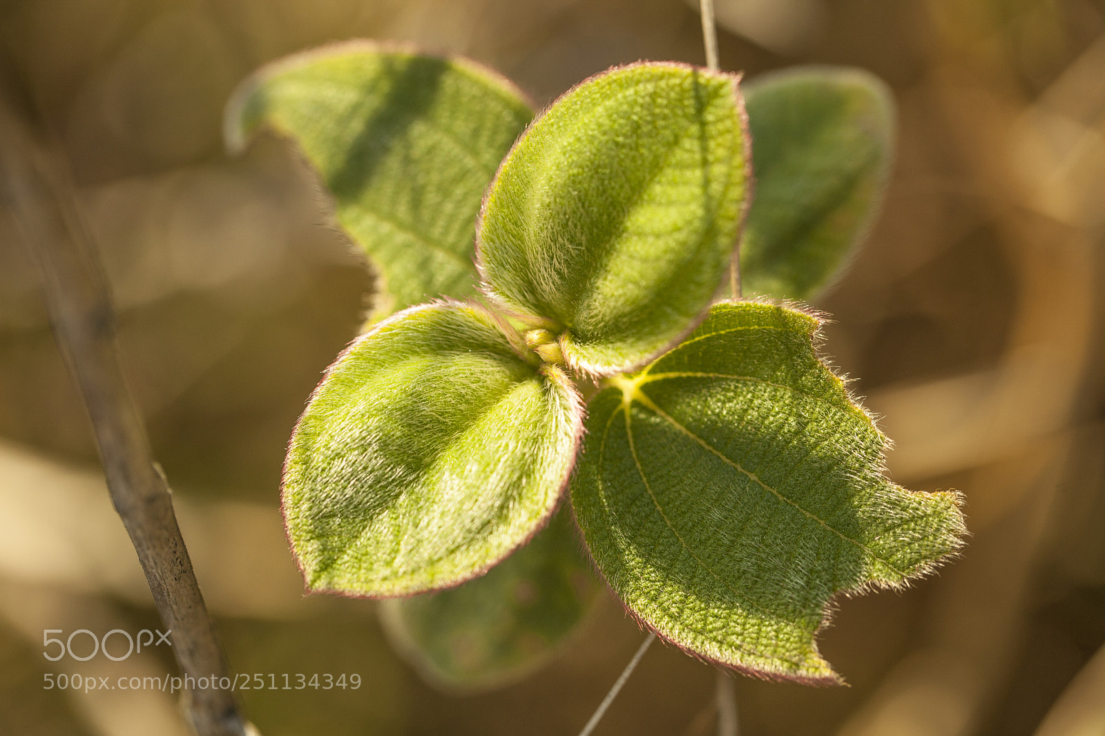 Canon EOS 5D Mark II sample photo. Green plants photography