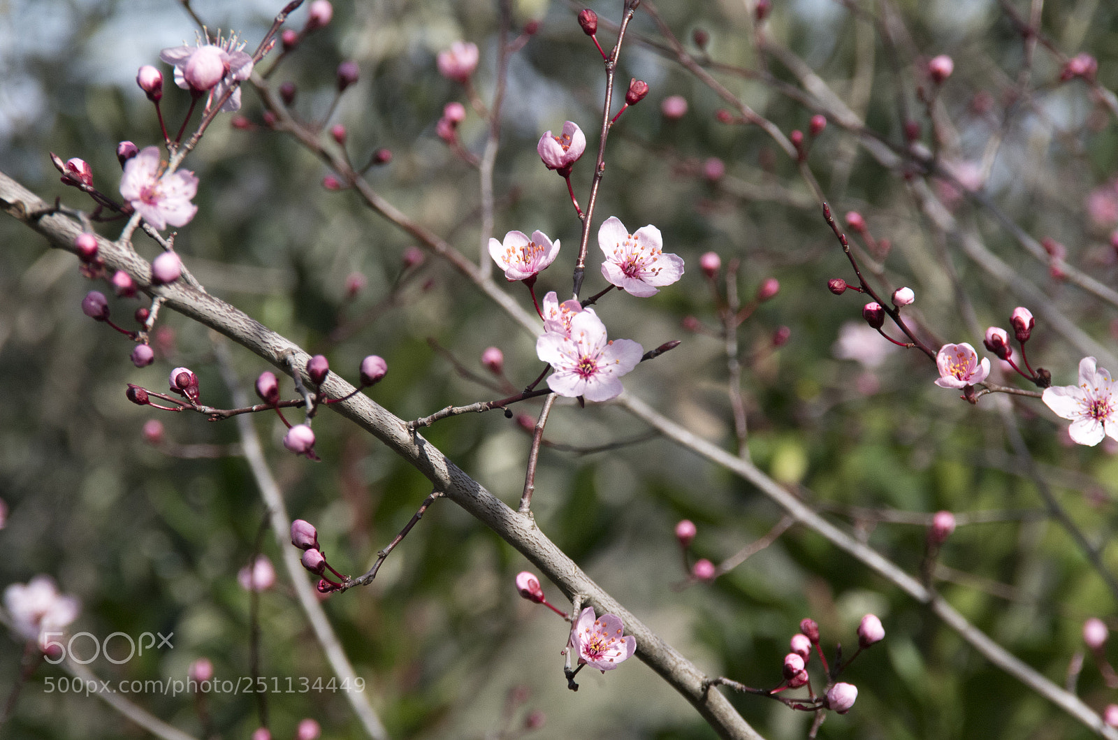 Pentax K-30 sample photo. Pesco in fiore photography