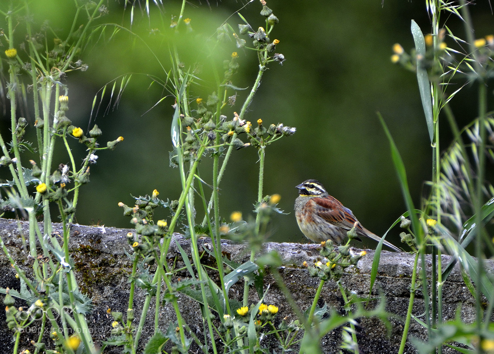 Nikon D7000 sample photo. Momento de reposo. photography