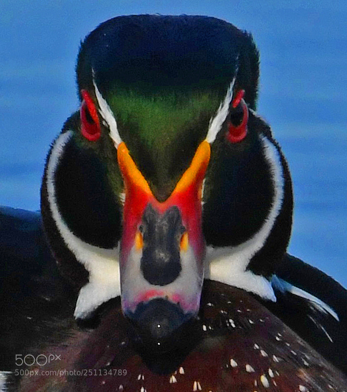 Nikon D500 sample photo. Wood duck photography