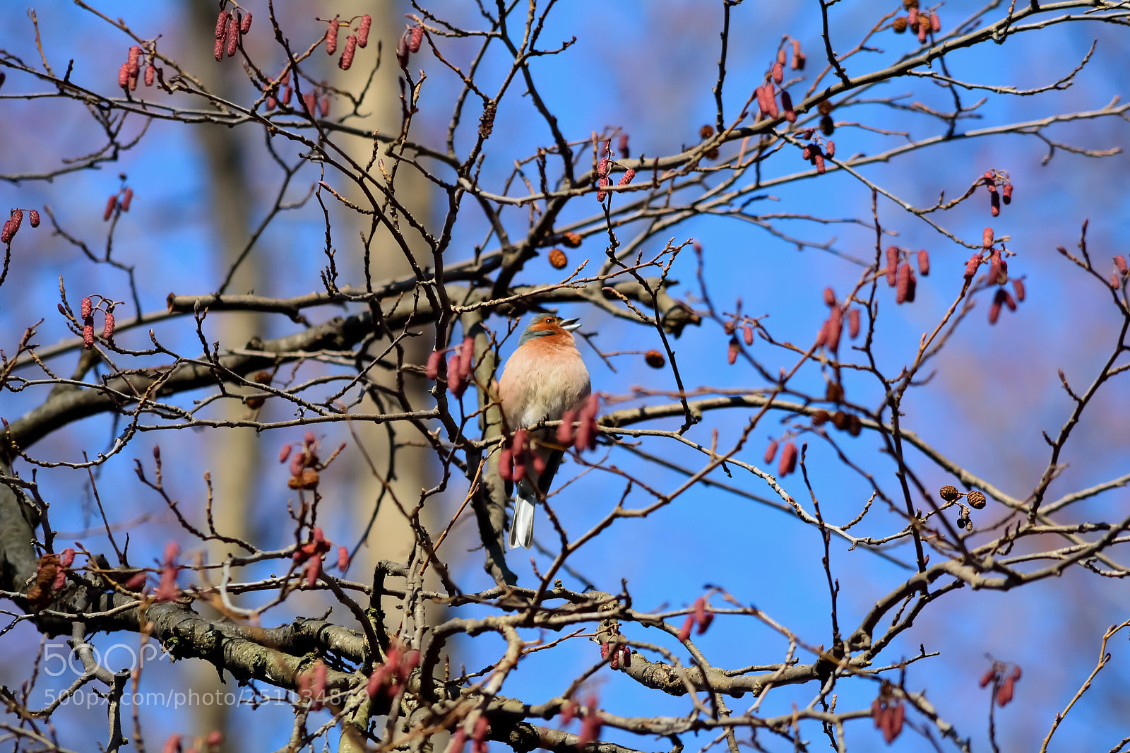 Nikon D5200 sample photo. Bird photography