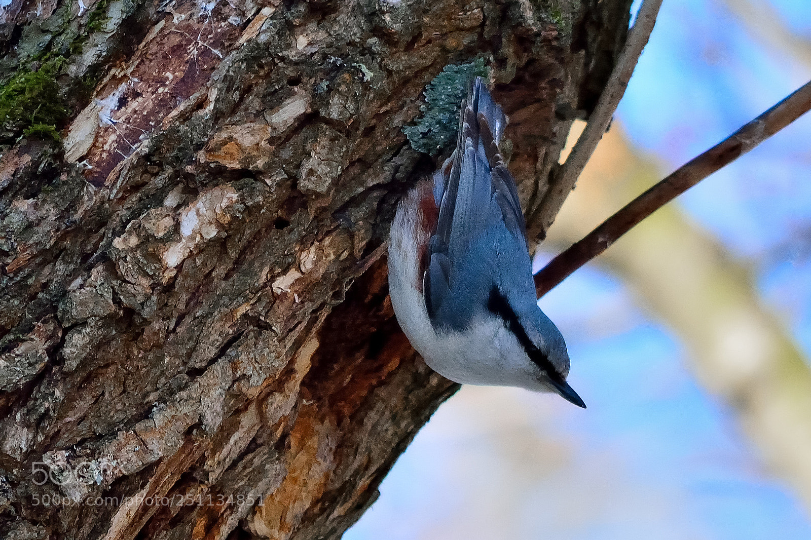 Nikon D5200 sample photo. Bird photography