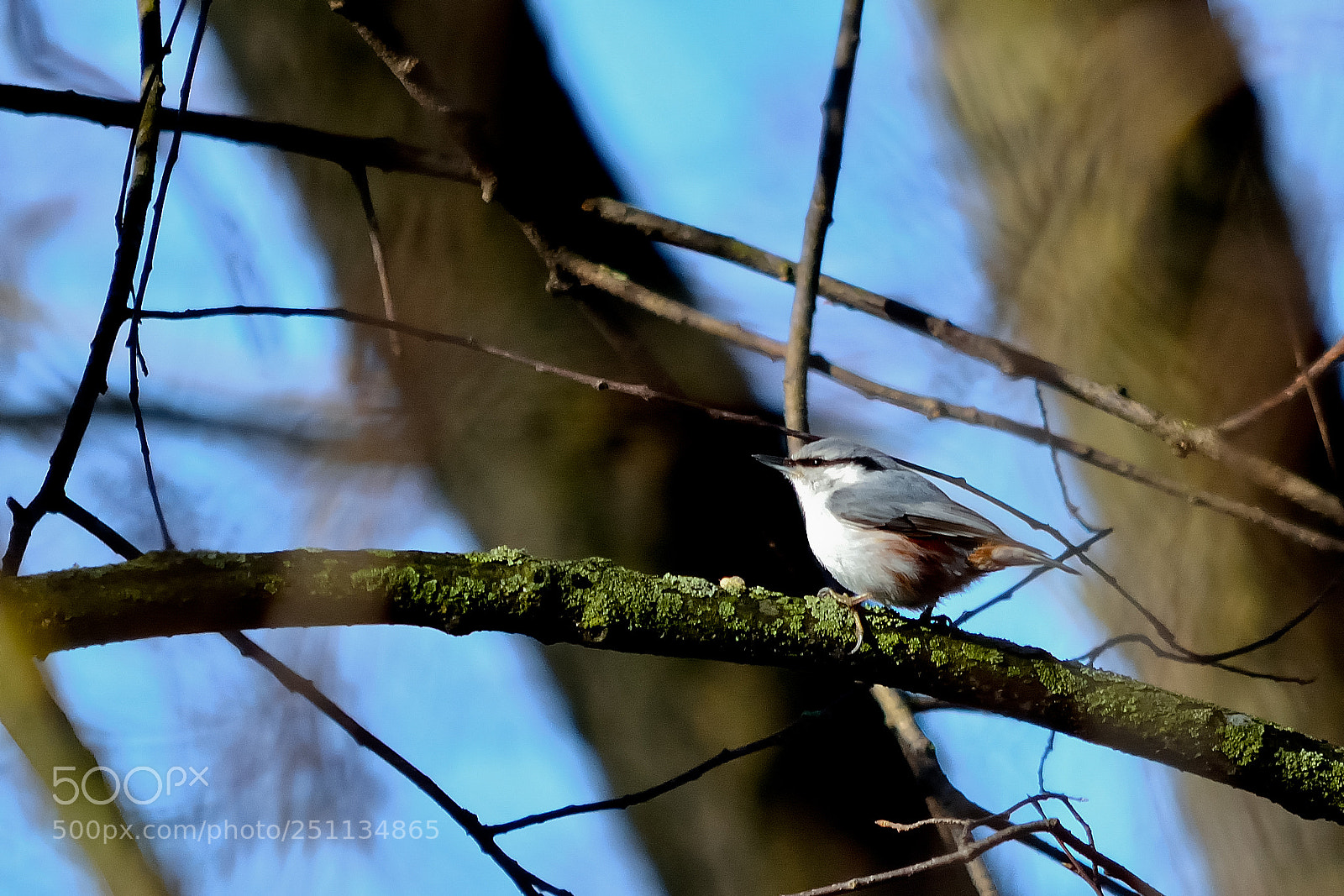 Nikon D5200 sample photo. Bird photography