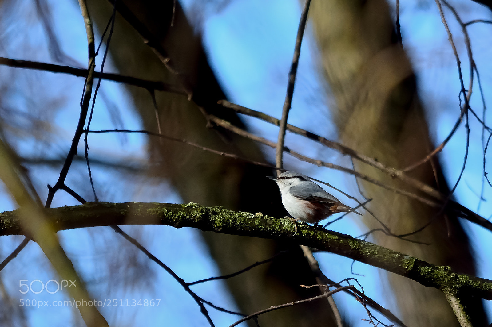 Nikon D5200 sample photo. Bird photography