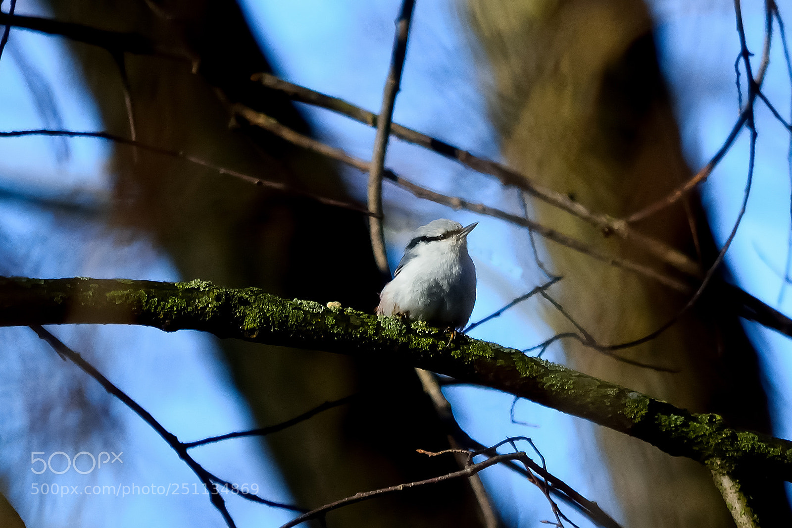 Nikon D5200 sample photo. Bird photography