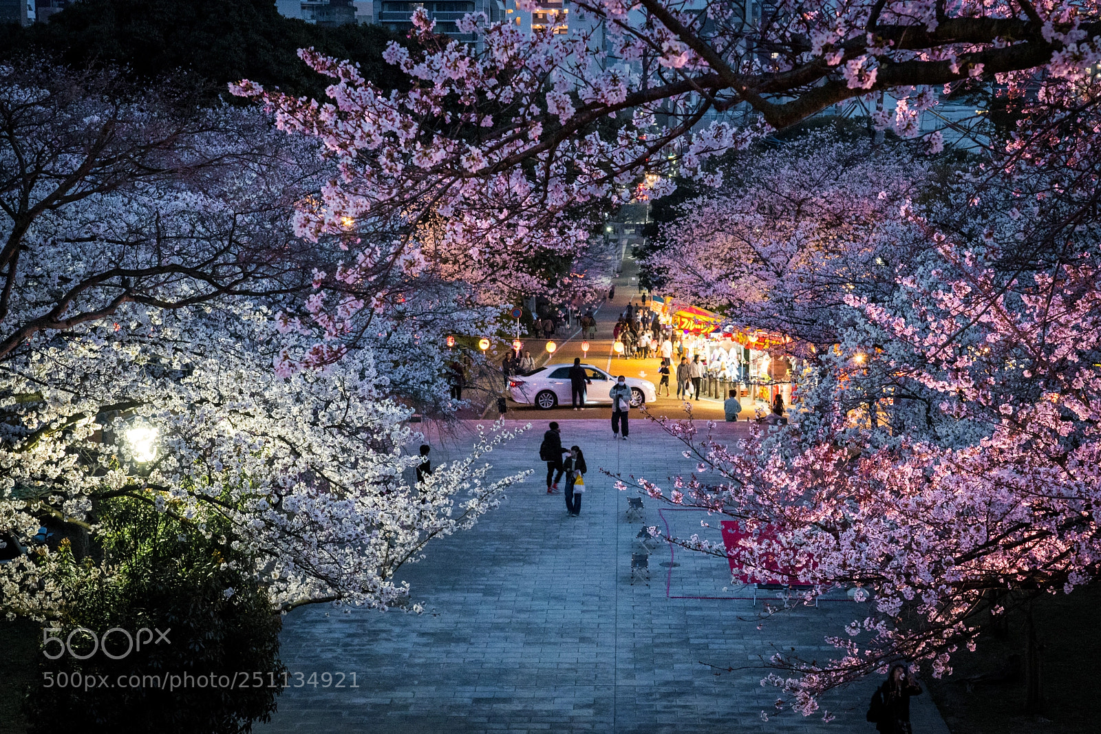 Sony a7R II sample photo. Night sakura photography
