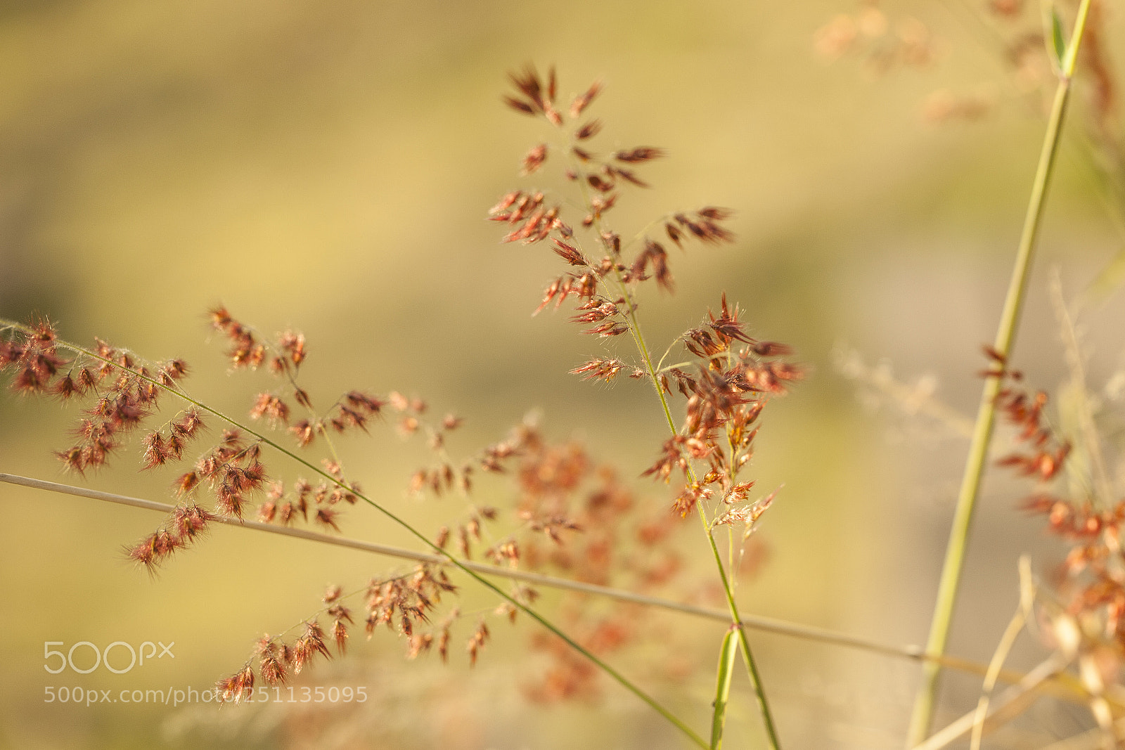 Canon EOS 5D Mark II sample photo. Ode to plants photography