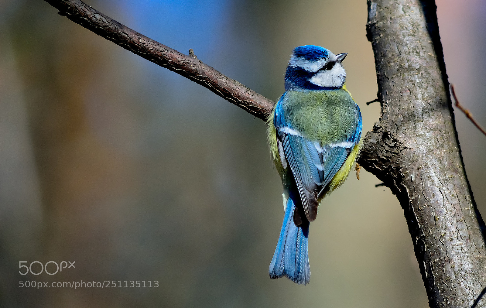 Nikon D5200 sample photo. Bird photography
