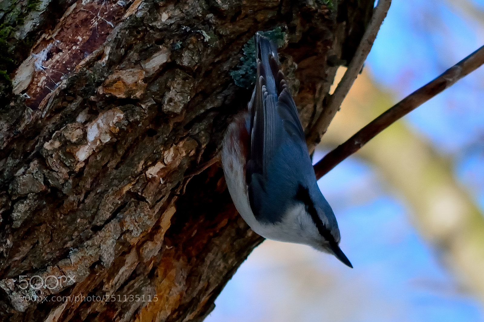 Nikon D5200 sample photo. Bird photography