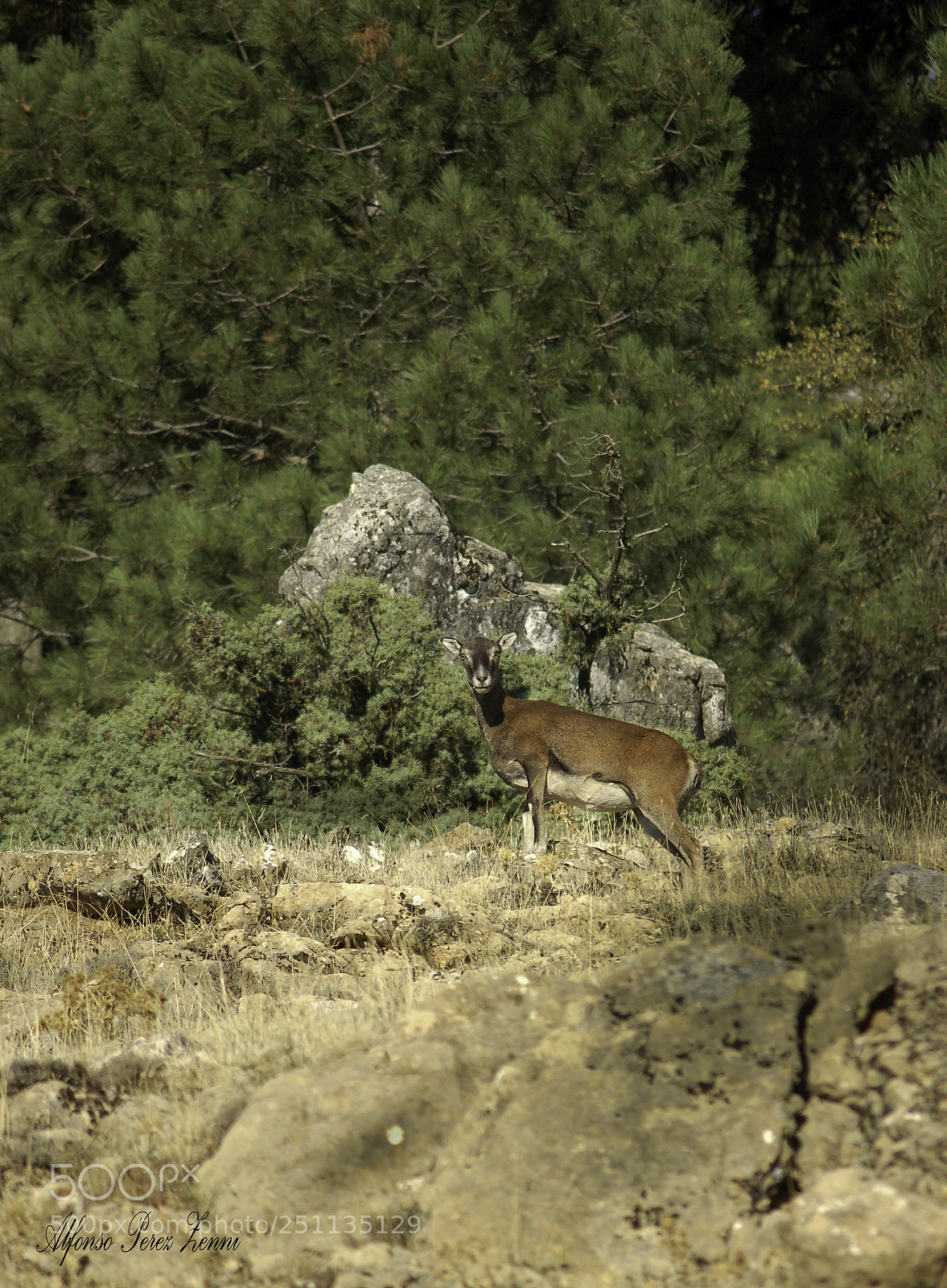 Nikon D50 sample photo. Enfrentados photography