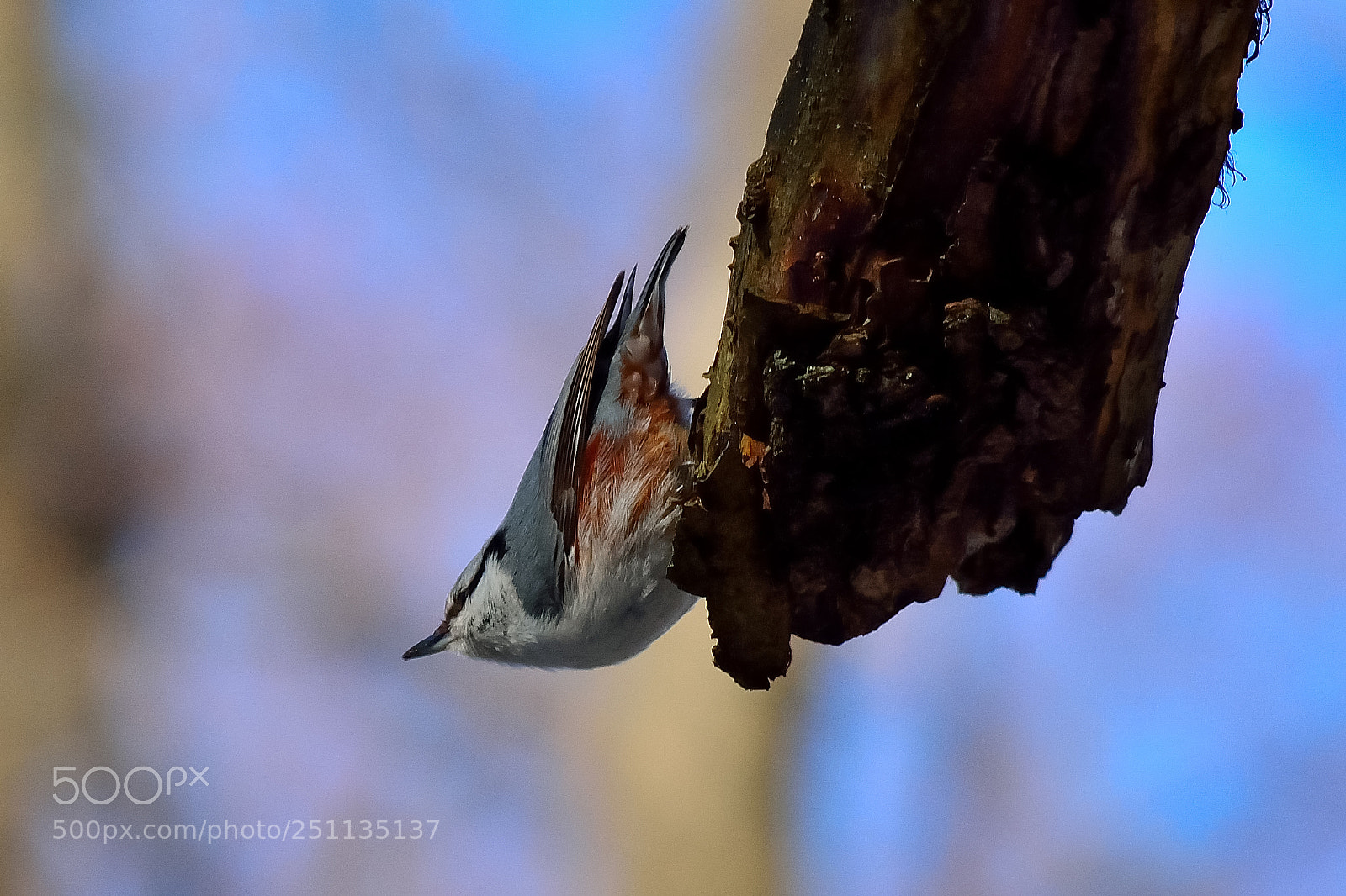 Nikon D5200 sample photo. Bird photography