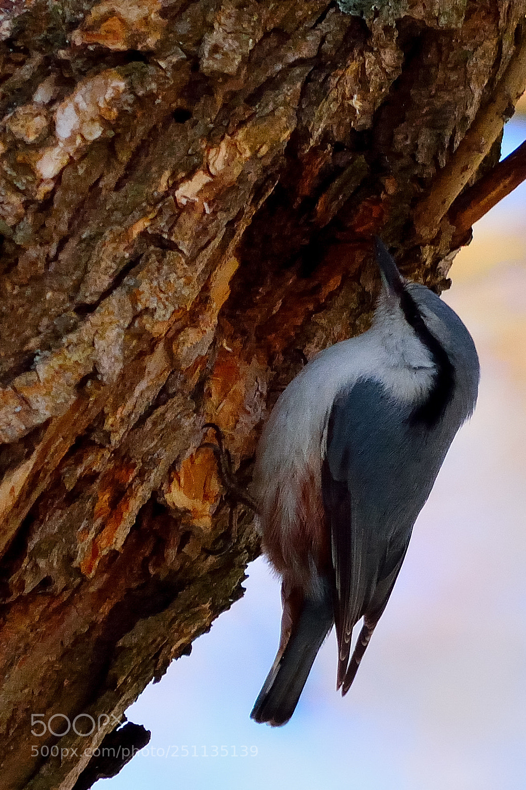 Nikon D5200 sample photo. Bird photography