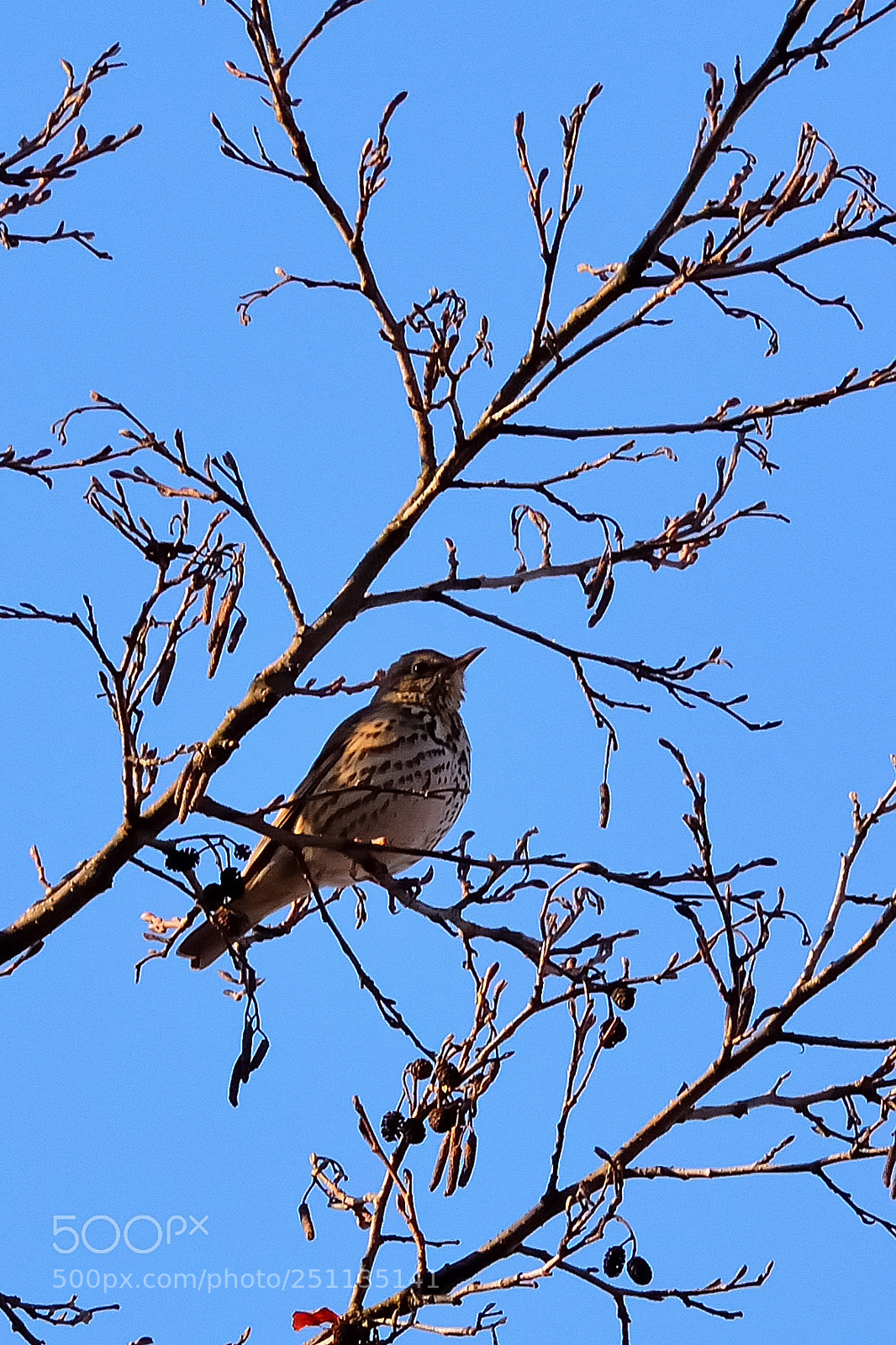 Nikon D5200 sample photo. Bird photography