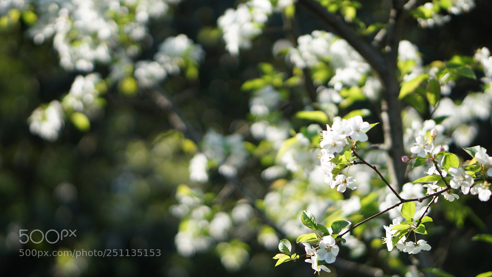 Sony a6000 sample photo. Spring photography