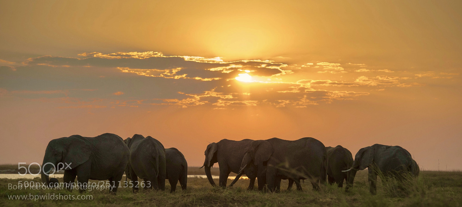Nikon D800 sample photo. Chobe photography
