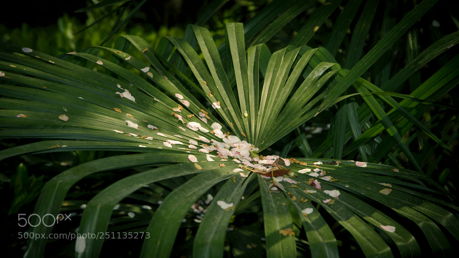 Nikon D610 sample photo. Untitled photography